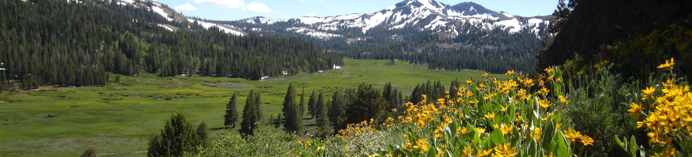 Green valley, snowcapped mountains and wildflowers